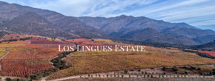 Vina Koyle Los Lingues Vineyard Top Weingut Chile