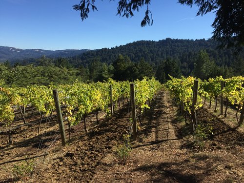 Chaine d Or Vineyard Santa Cruz Mountains